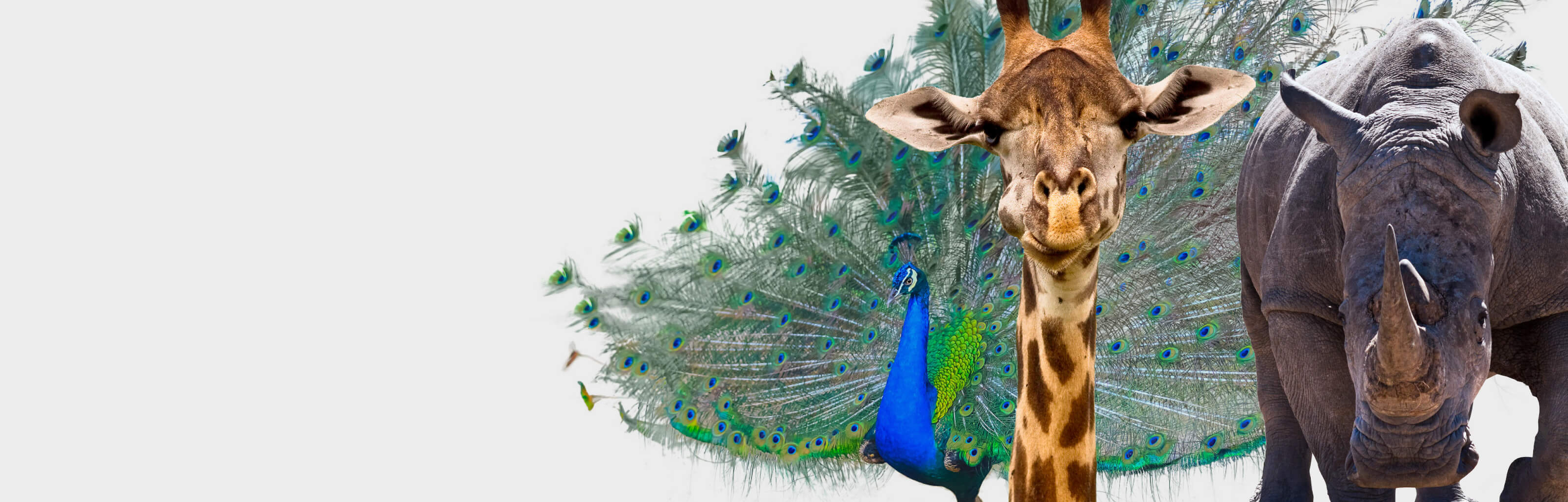 Saint Gobain - Markenkampagne Glas